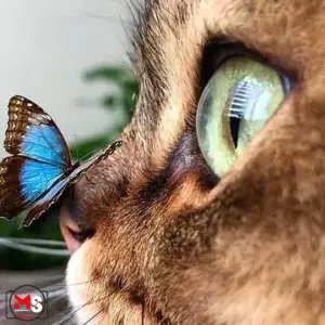 فوکوس حرفه ای 